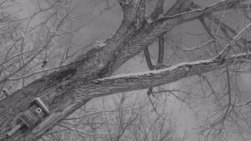 Tree in mono